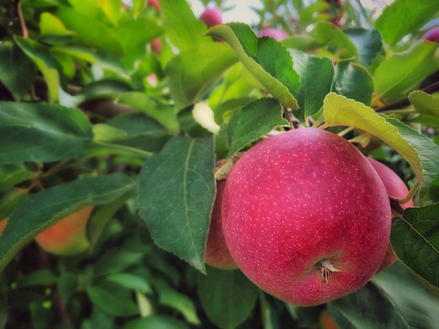 macintosh apple