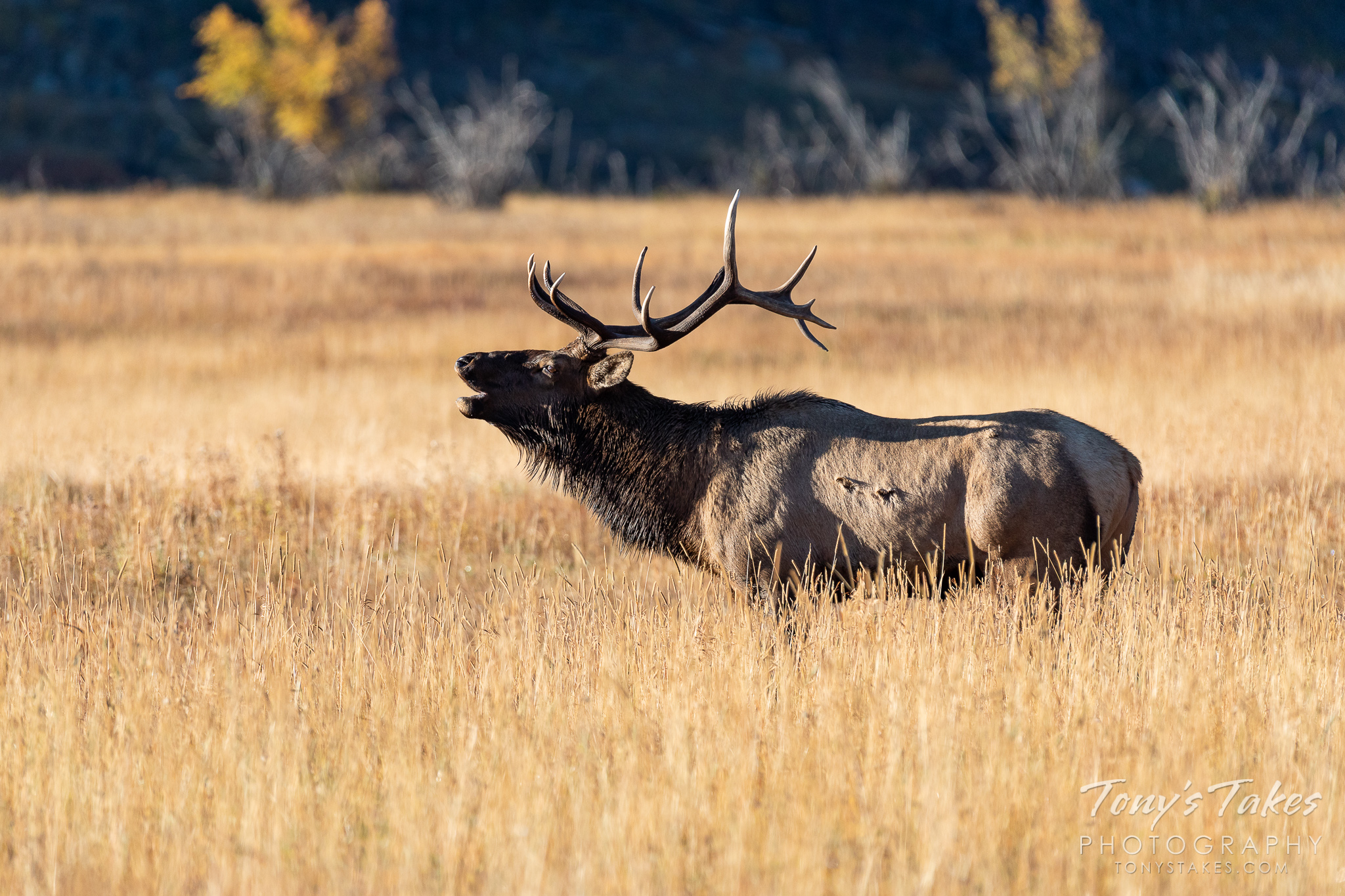 Elk bull bugles into the early morning sun