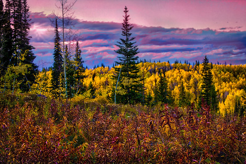 davidleeshort grandmesa autumn aspen colorado color