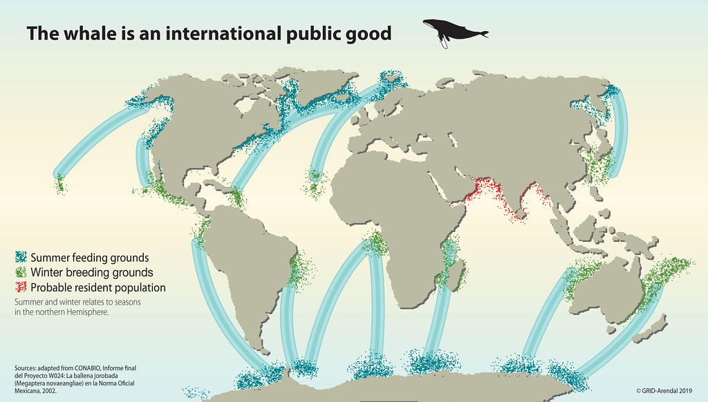 氣候危機 自然有解：鯨魚吸碳法