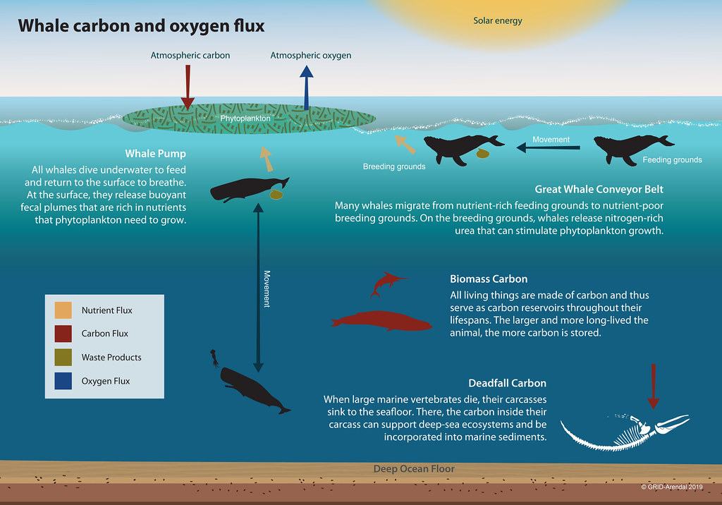 氣候危機 自然有解：鯨魚吸碳法