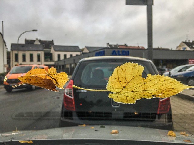Leaf on windshield