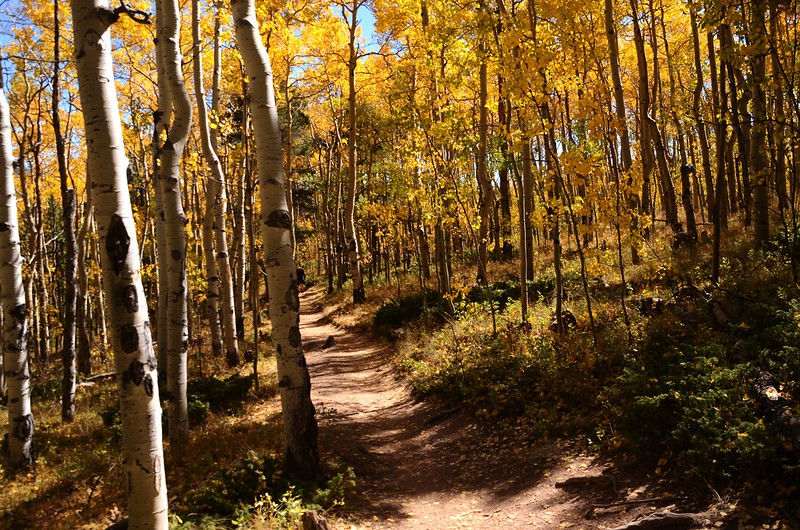 Fall foliage hike at Colorado Trail, Kenosha Pass  (246)
