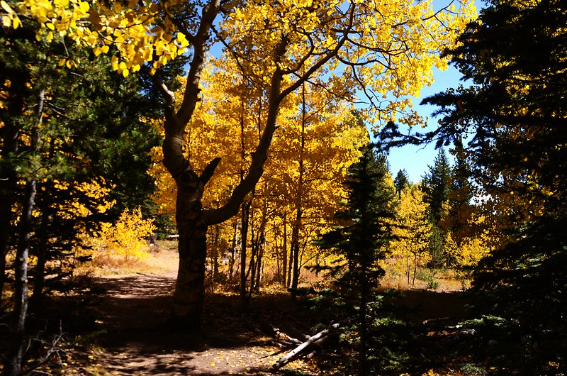 Fall foliage hike at Colorado Trail, Kenosha Pass  (211)