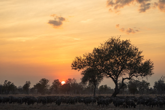 Sunset Buffao Herd