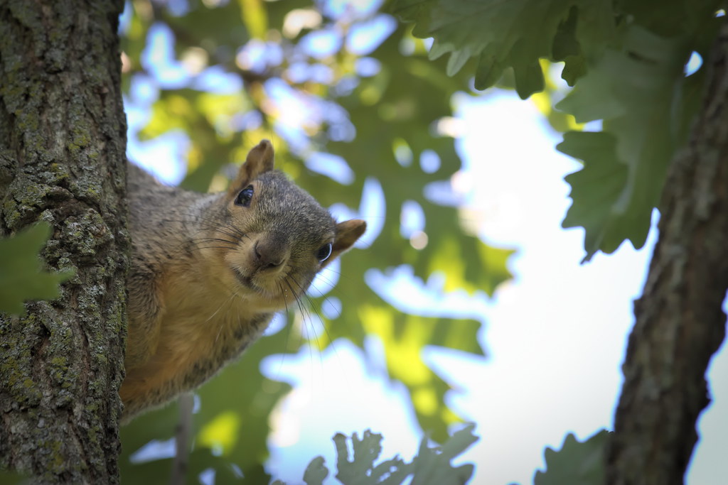Squirrel, Cantigny Park. 82 (EOS)