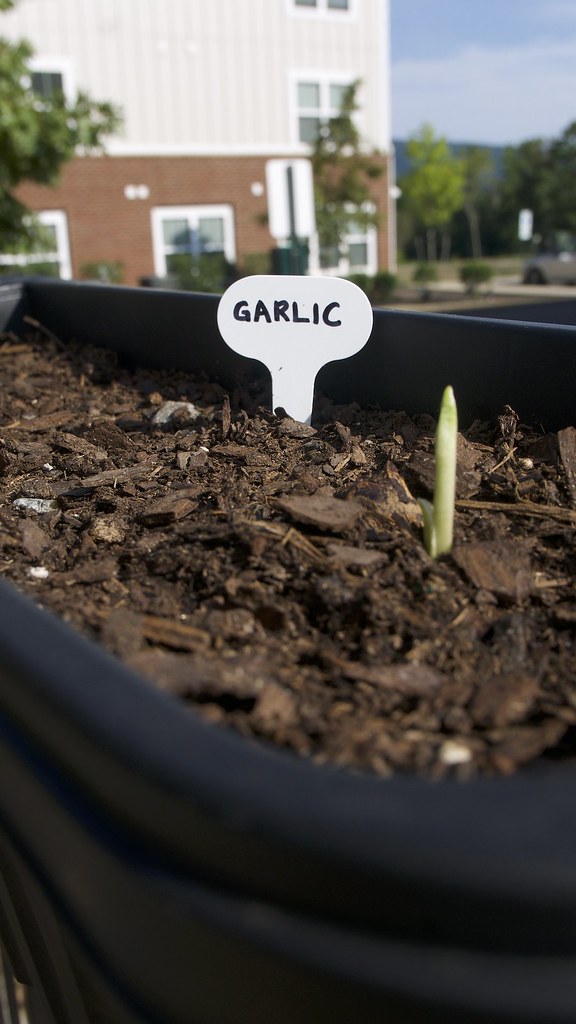 Garlic growing