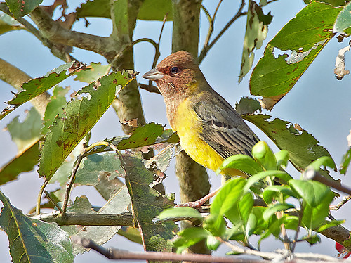 bunting bird avian redheaded redheadedbunting emberizabruniceps eye beak yellow brown breast grey goa india chandranathhill feathers wing