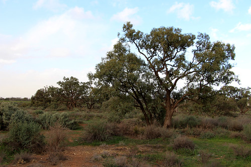 australia new south wales yanga national park landscape nature outdoor tree