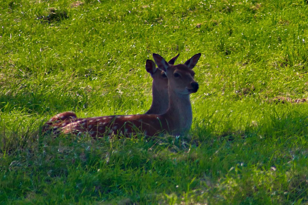 Sika Deer at Sewerby Hall