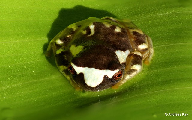 Upper Amazon treefrog, Dendropsophus bifurcus