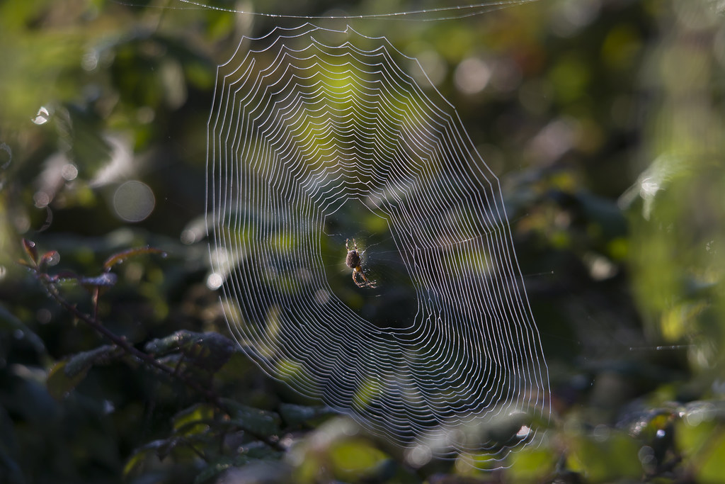 Garden Spider and web