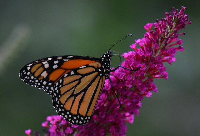 Monarque / Monarch Butterfly