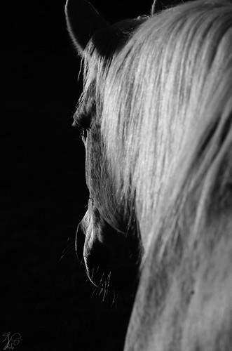 Léo in the sunset by Johan MTH, Petite photo d'un cheval que je connais bien, prise durant un coucher de soleil. cheval pad horse su