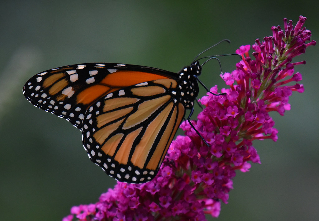 Monarque / Monarch Butterfly
