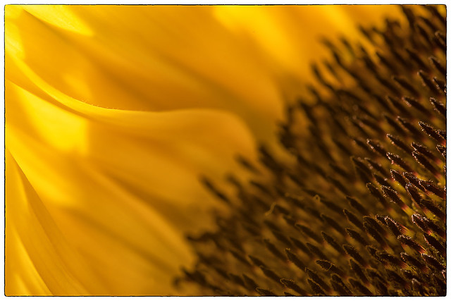 Sunflower flames - DSC03888-bewerkt.jpg