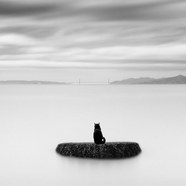 Cat on a Rock of the Bay (closeup)