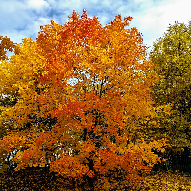 Multicolored branching maple
