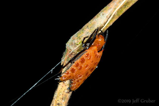 Spider (Micrathena clypeata)