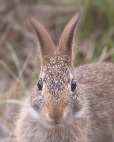 sylvilagusfloridanus easterncottontail bunny bun dandemczuk ontario canada outside summer grass meadow foxtailgrass rabbit