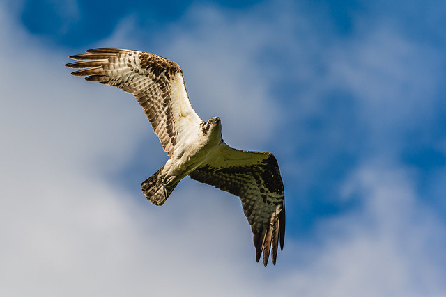 The osprey or more specifically the western osprey (Pandion haliaetus).