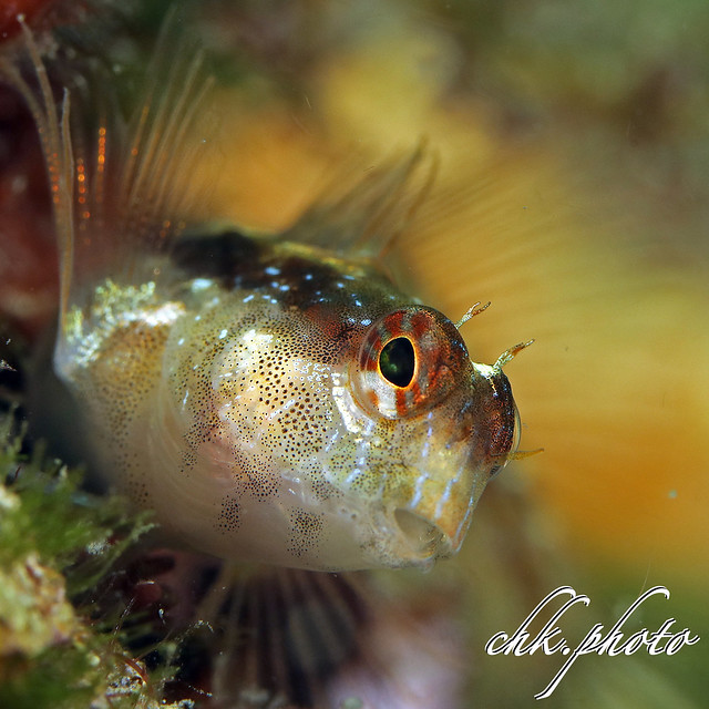 Parablennius rouxi - Streifen-Schleimfish