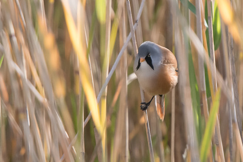 panurus biarmicus bearded tit reedling south yorkshire old moor timmelling