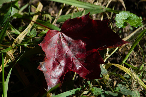 Autumn colours: fallen maple leaf