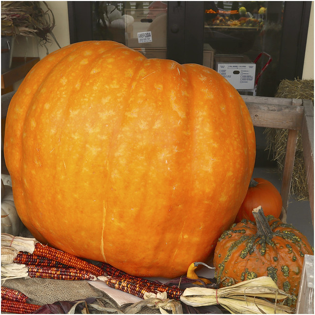 275:365-October 2-The Great Pumpkin