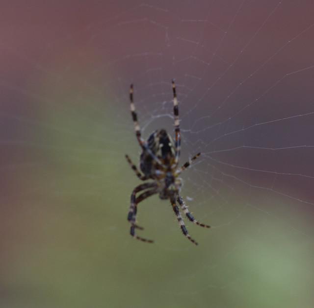 I have never photographed a spider before as I am scared of them.   This spider was outside hanging in it's web, so I decided to give it a go.