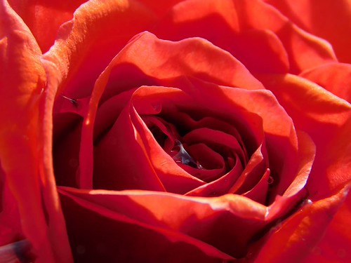 When the rain stops and sun shines on garden roses | by cami.carvalho