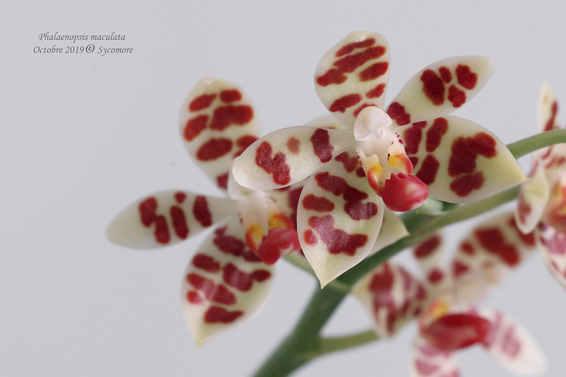 Phalaenopsis maculata, fiche descriptive et de culture d'Alexandre (Sycomore) 48836954448_46e82ec1ca_c