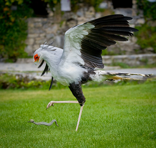 L'esclafador de serps / Snake crusher | by SBA73