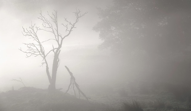 Trees in the Mist, Glen Devon