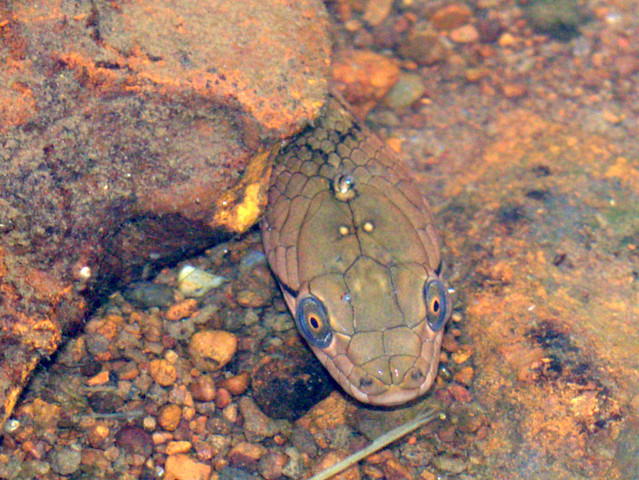 ecosystem/fauna/Asiatic Water Snake(Xenochropis piscator)