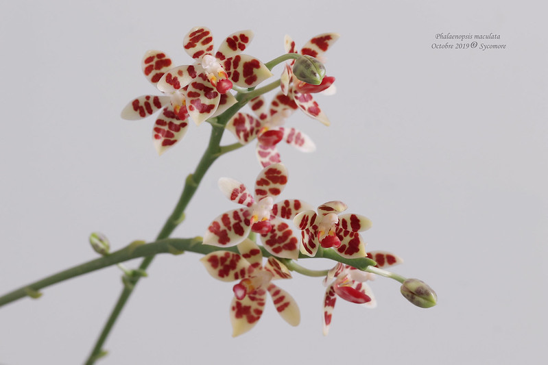 Phalaenopsis maculata, fiche descriptive et de culture d'Alexandre (Sycomore) 48837450542_4af78a75c7_c