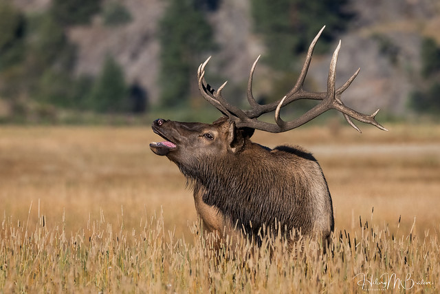 Happy elk!