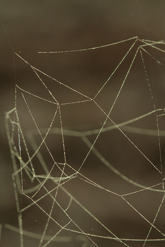 arthropod spider araneae linyphiidae linyphiinae frontinella frontinellapyramitela sheetwebspider bowlanddoilyweaver northcarolina piedmont canonef100mmf28macrousm arachtober inaturalist
