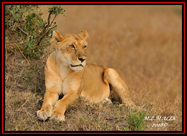 FEMALE LIONESS (Panthera leo)......MASAI MARA......SEPT 2018.