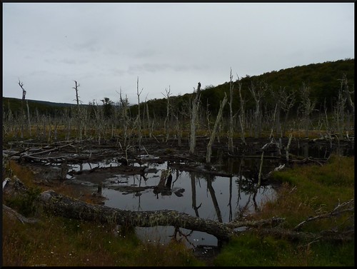 Ushuaia, la ciudad más austral del mundo - Contrastes de Argentina y Cruce Andino (61)