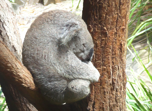 koala tarongazoo tiere animals australia sydney newsouthwales textures texturen texture textur outdoor outside 33503 ts2 topazstudio2 sleep schlaf asleep nature natur