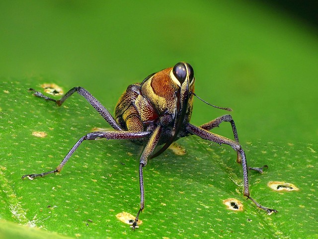 Weevil, Mnemynurus sp.