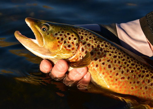 Brown trout | by USFWS Mountain Prairie