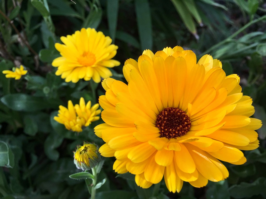 Happy Friday 🙌😁 Calendula 💛