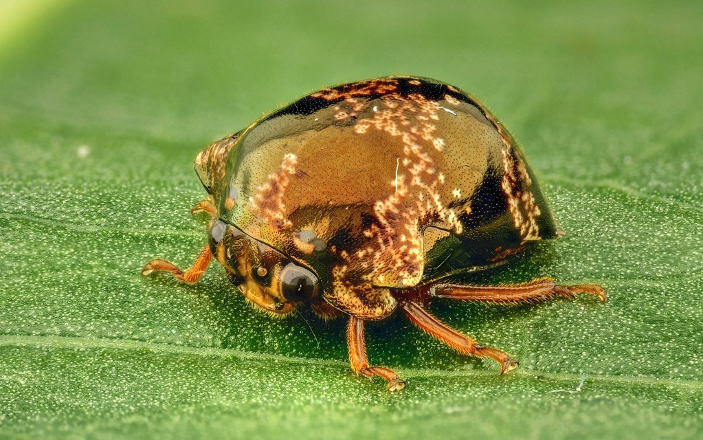 Treehopper, Chelyoidea intermedia, Membracidae
