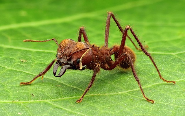 Video: Leafcutter Ant, Atta cephalotes