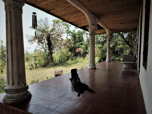 indonesia bogor jungle stoop dog view sploot