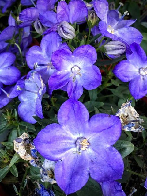 Blooming Blue