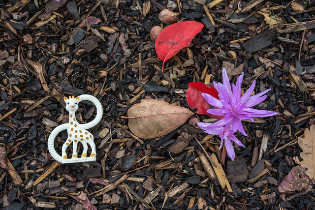 Lost Toy and Nyssa sinensis, 'Jim Russell', RHS Gardens, Wisley
