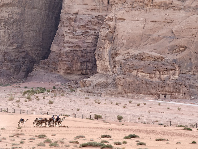 Caravana de camellos, Desierto de Wadi Rum, Jordania